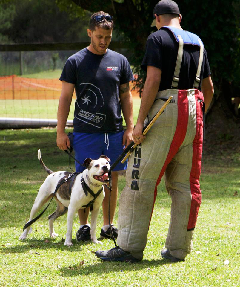 Oscar & Adam with his Bulldog, Hellsbell\'s Bathory aka Tempus - Mondioring Defense of the Handler. 
